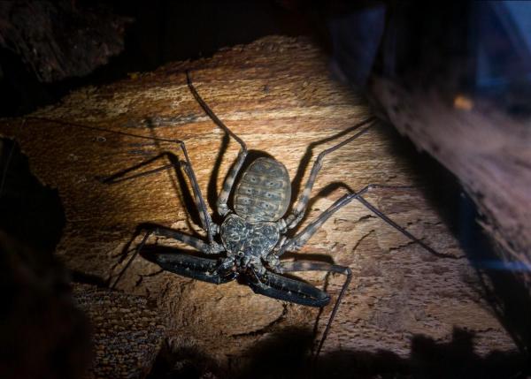 Whip Spider Definition and Types - Types of whip spiders