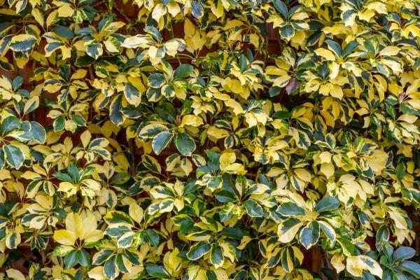 Large and Hardy Indoor Plants - Umbrella plant (Schefflera arboricola)