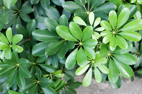 The Best Partial-Shade Plants - Umbrella tree