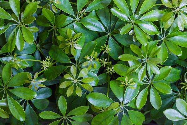 Best Outdoor Plants That Enjoy Shade - Umbrella tree (Schefflera actinophylla)