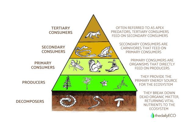What Are Ecological Pyramids? - Understanding ecological pyramids in biology