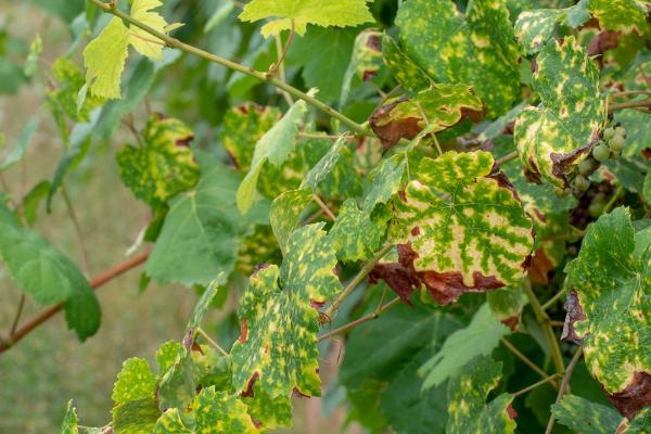 How to Recover a Plant from Fertilizer Burn - Understanding plant damage from over-fertilization