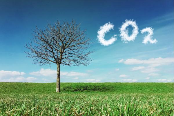 Understanding the Carbon Cycle
