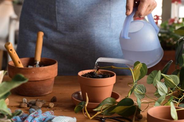 Why Is My Pothos Not Growing Much? - Underwatering