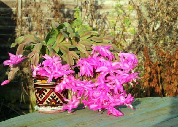 Why Are My Christmas Cactus Leaves Wrinkly? - Unlight exposure