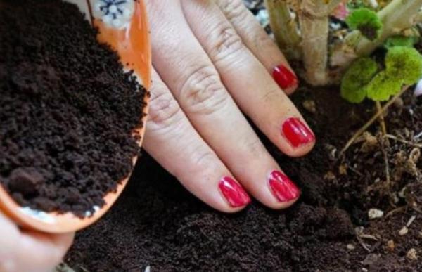 Effective Natural Ways to Get Rid of Slugs and Snails - Use coffee grounds to repel slugs and snails naturally