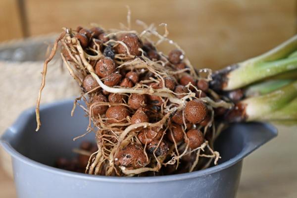 What Is Arlita or Expanded Clay for Plants? - Uses and benefits of arlita or expanded clay
