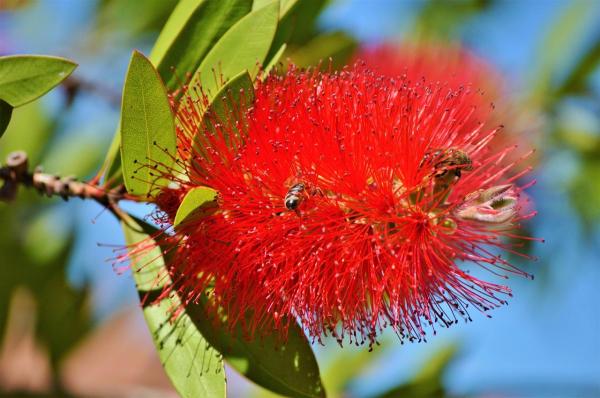 Bottlebrush Plant Varieties and Care - Uses of the bottlerbush in gardening