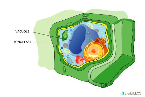 What are Vacuoles and What Do They Do? - Vacuole functions