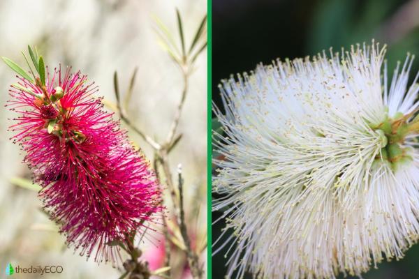 Bottlebrush Plant Varieties and Care - Varieties of red callistemus