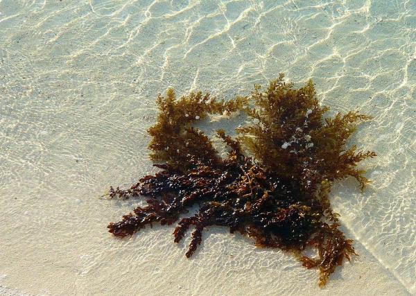 How Does an Algae Reproduce? - Vegetative reproduction