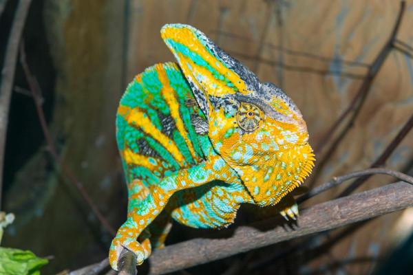 Different Types of Chameleons - Veiled Chameleon