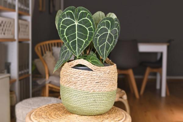 Heart-Shaped Leaf Plants - Velvet cardboard anthurium (Anthurium clarinervium)