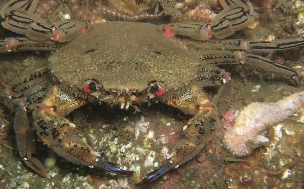 Types of Crabs - Different Crab Species - Velvet crab (Necora puber)