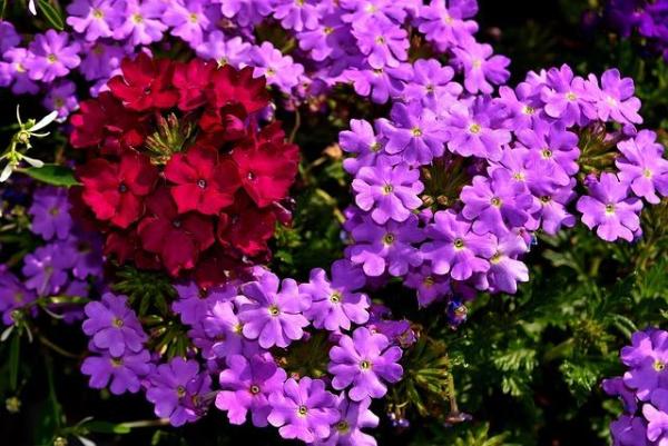 Low Maintenance Plants for Full Sun Gardens - Vervain