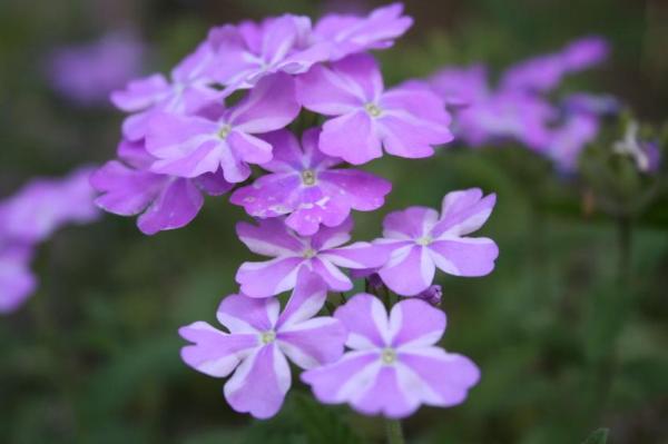 Plants With Flowers That Bloom All Year - Vervaine (Verbena spp.)