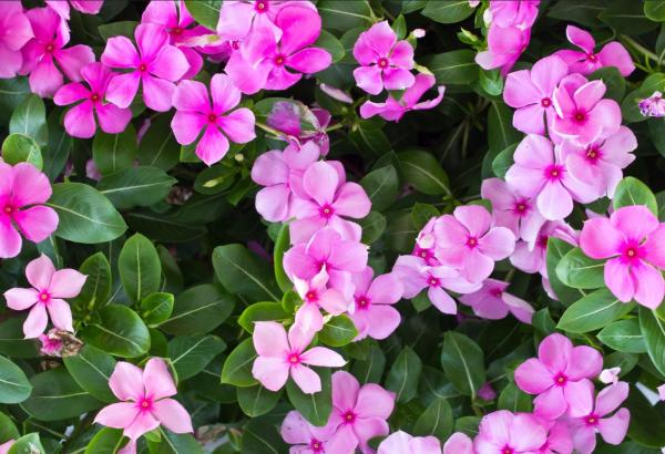 Caring for Vinca Plants - Vina light, temperature and location