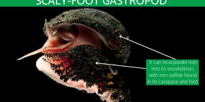 Volcano Snail or Scaly-Foot Gastropod
