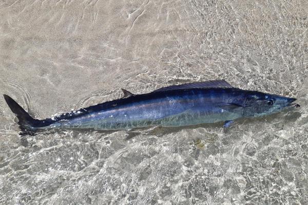 What Is a Pelagic Fish? - Wahoo