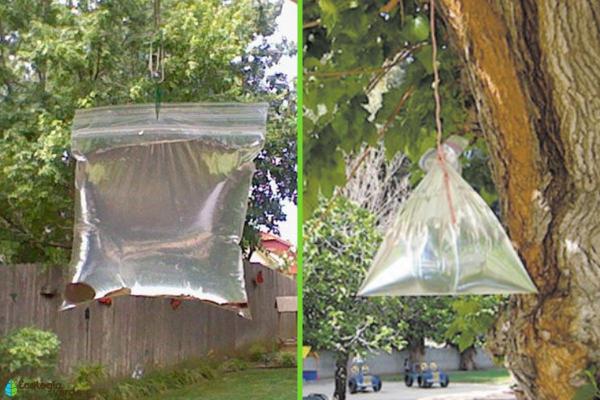 Best Home Remedies for Flies - Water bags