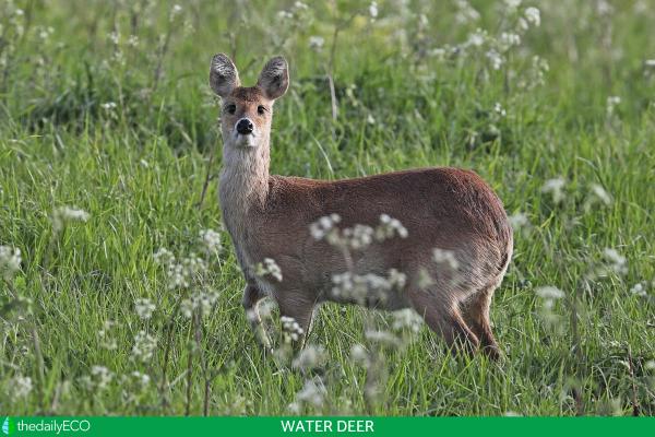 What Kinds of Deer Are in the Family Cervidae? - Water deer (Hydropotinae)