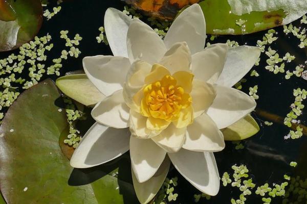White Flower Plants for the Garden - Water lilies (Nymphaeaceae)