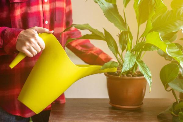 Peace Lily Plant Care - Watering a peace lily