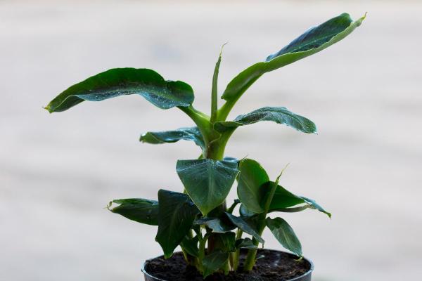 Indoor Banana Tree Plant Care and Propagation - Watering an indoor banana tree plant