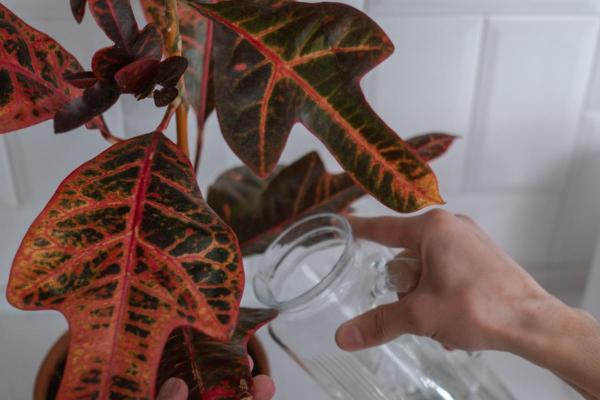 Caladium Plants - Care, Watering and Propagation - Watering and humidity for the Caladium