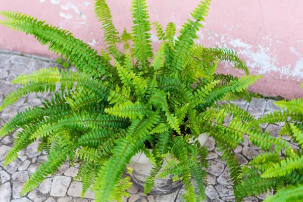 Boston Fern Care and Propagation - Watering Boston ferns