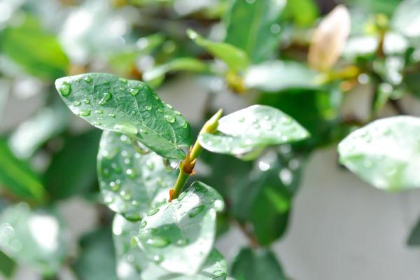Creeping Fig Plant Care and Propagation - Watering climbing figs