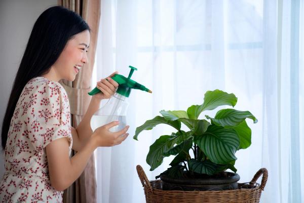 How to Care for Calathea Orbifolia - Watering for Calathea orbifolia