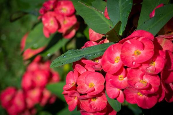 Crown of Thorns Plant - How to Care for a Crown of Thorns - Watering for the crown of thorns