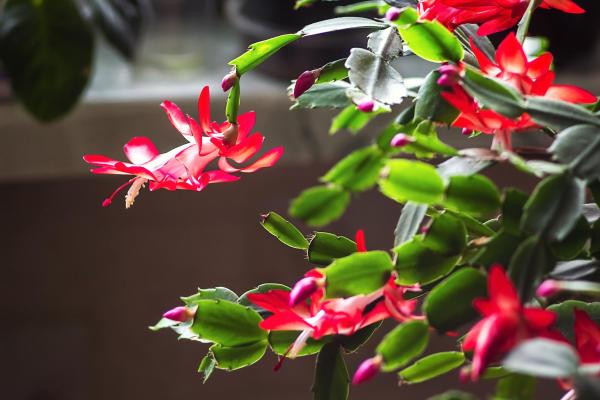 Why Are My Christmas Cactus Leaves Wrinkly? - Watering issues