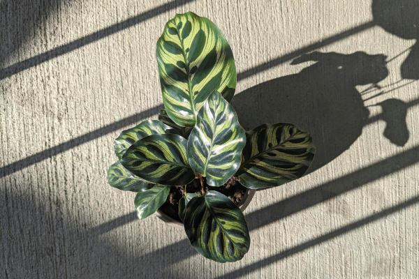 Peacock Plant Care and Propagation - Watering peacock plants