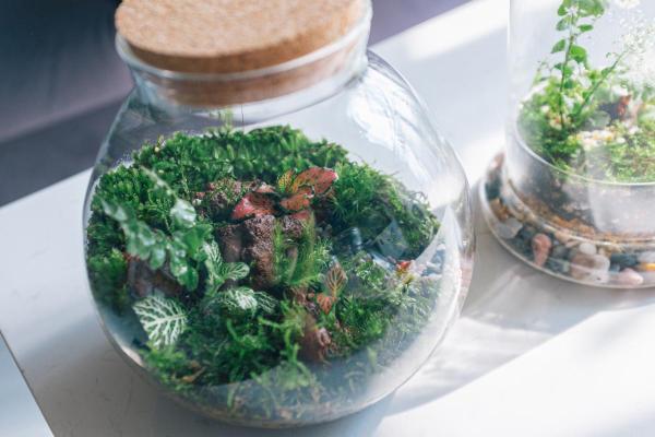 Eternal Gardens - Closed Ecosystem in a Glass Bottle - Watering the eternal garden