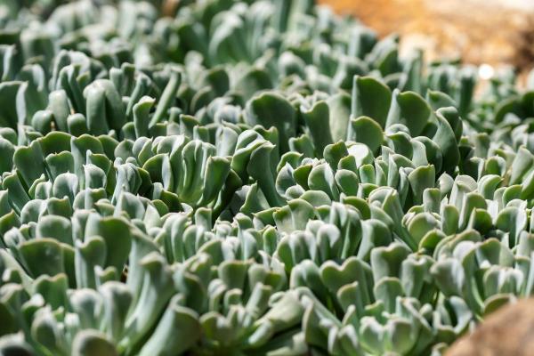 Topsy Turvy Succulent Care Guide - Watering topsy turvy succulents