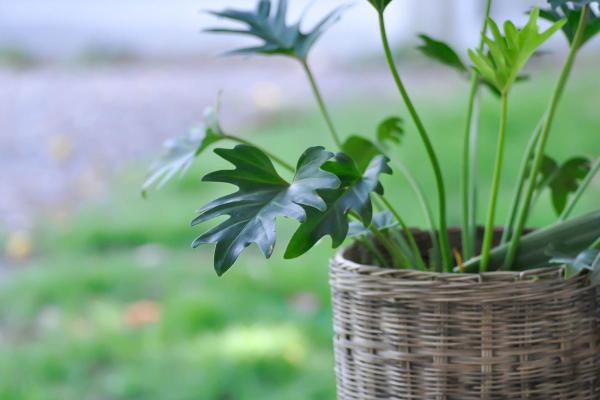 Xanadu Plant Care and Propagation - Watering xanadu plants
