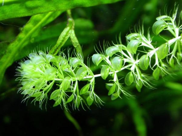 Types of Carnivorous Plants - Waterwheel plant (Aldrovanda vesiculosa)
