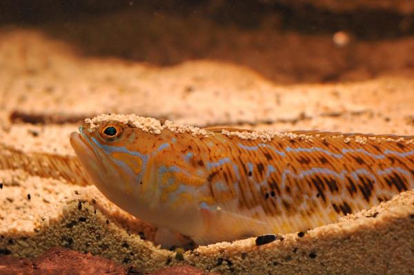 The Most Venomous Fish Types - Weevers (family Trachinidae)