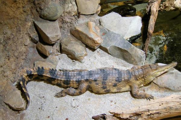 Crocodile Species in Danger of Extinction - West African slender-snouted crocodile (Mecistops cataphractus)