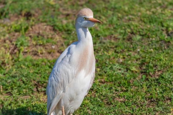 Types of Wading Birds - Western cattle egret (Ardea ibis)