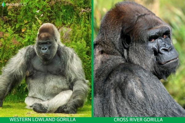 Different Types of Gorillas - Western gorilla