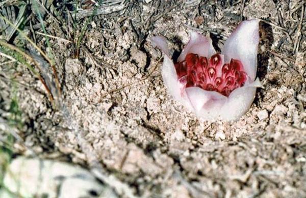 The Rarest Orchids in the World - Western underground orchid (Rhizanthella gardneri)