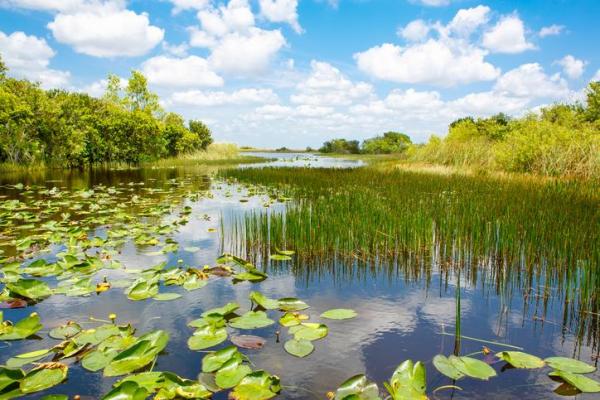 What is a Mixed Ecosystem? - Wetlands