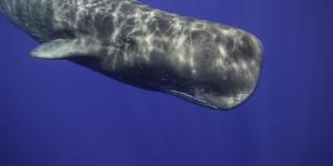 What Animal Has the Biggest Brain?