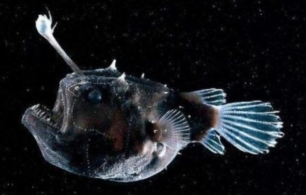 What Are Abyssal Plains? - What animals are in the Abyssal plain?