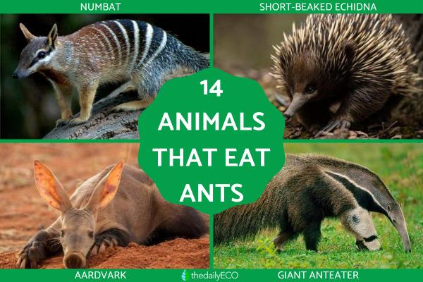 What Animals Eat Ants?