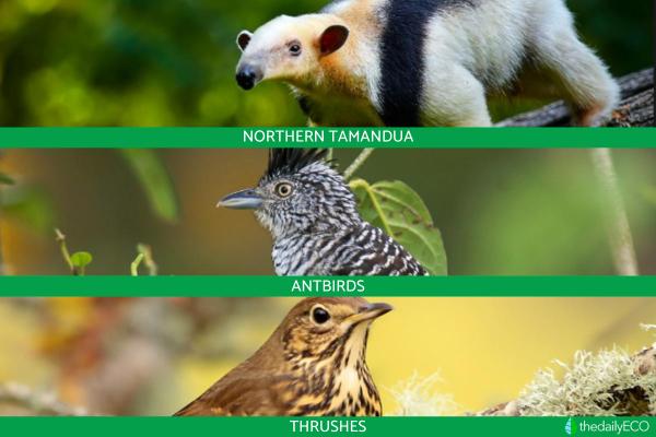 What Animals Eat Ants? -