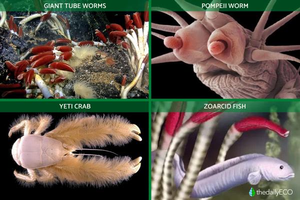 What Are Hydrothermal Vents? - What animals live in hydrothermal vents?